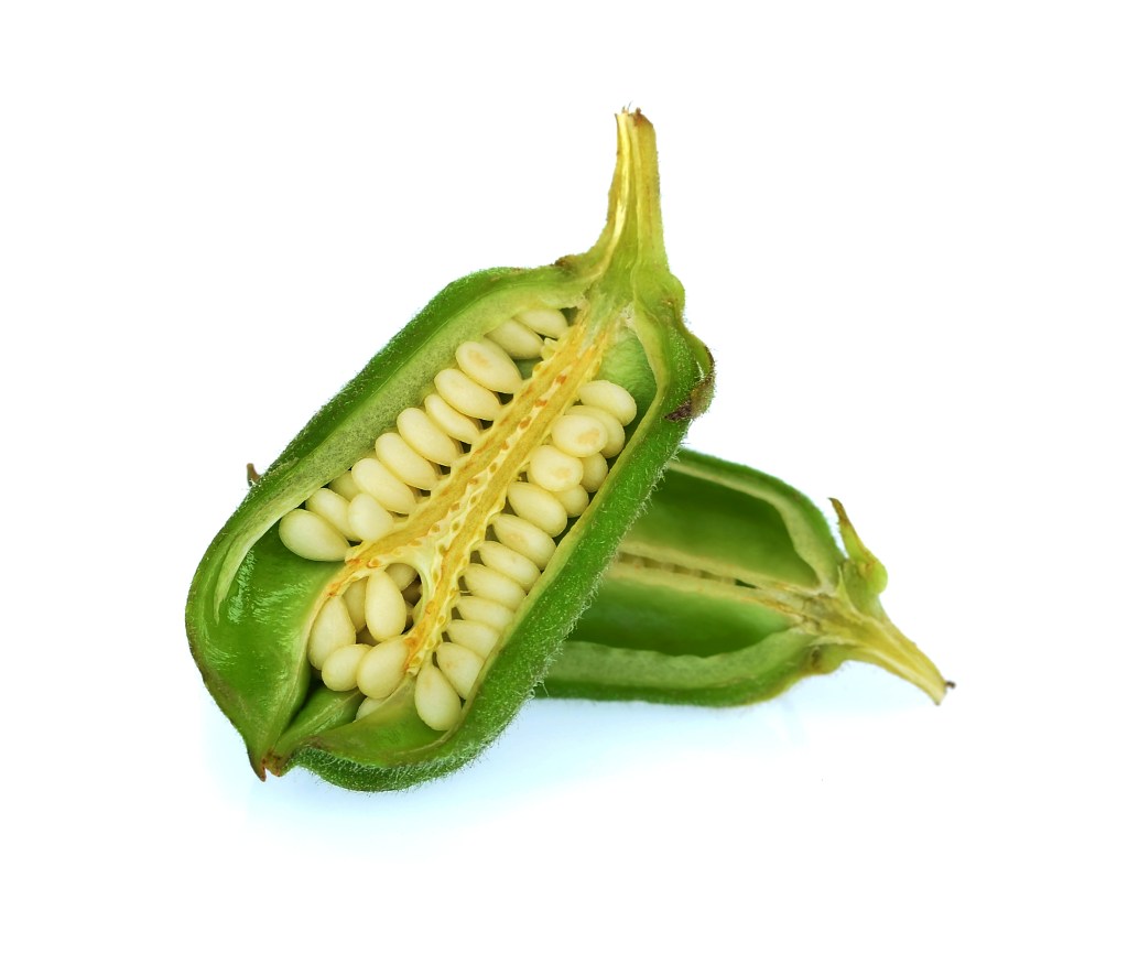 A cut-open green seed pod revealing pale seeds inside, set against a white background.